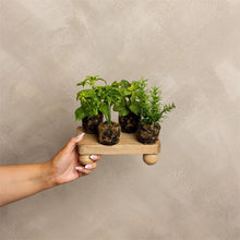Load image into Gallery viewer, Faux Unpotted Herbs in Soil
