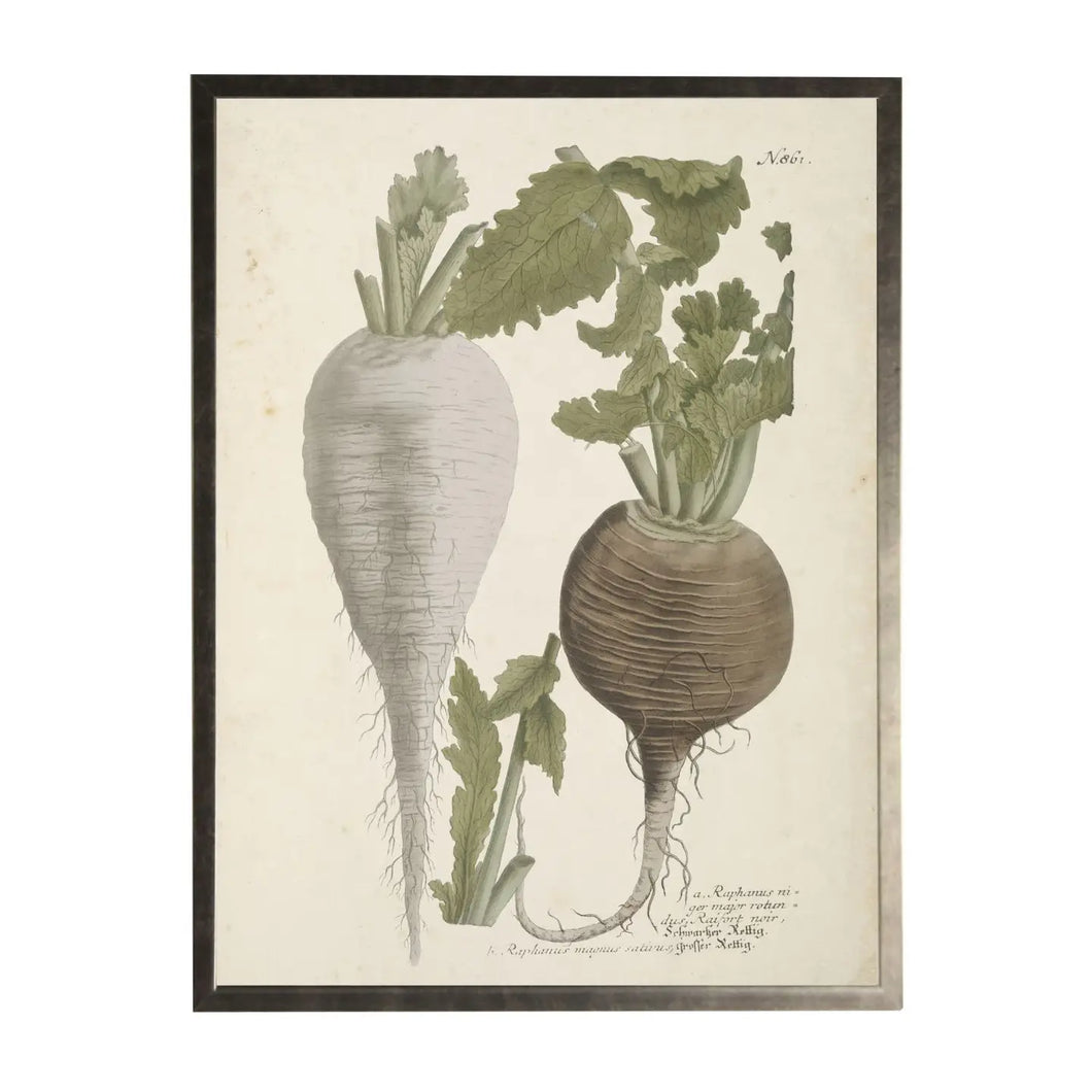Framed Vintage Vegetables Bookplate B On Distressed Background