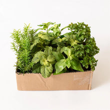 Load image into Gallery viewer, Faux Unpotted Herbs in Soil
