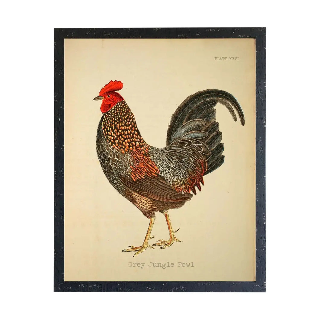 Framed Grey Jungle Fowl Rooster Print