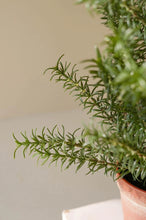 Load image into Gallery viewer, Artificial Rosemary Plant in a Faux Terracotta Pot
