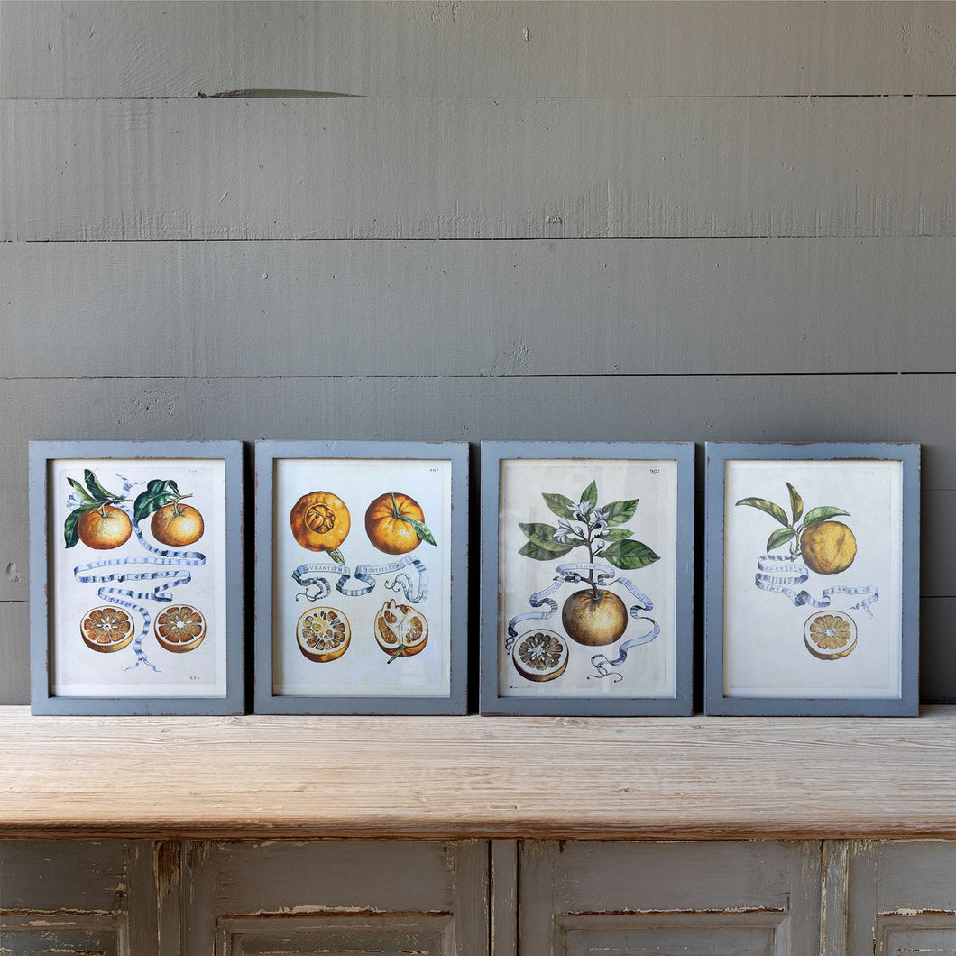 Citrus & Ribbon Framed Prints (4 Styles)