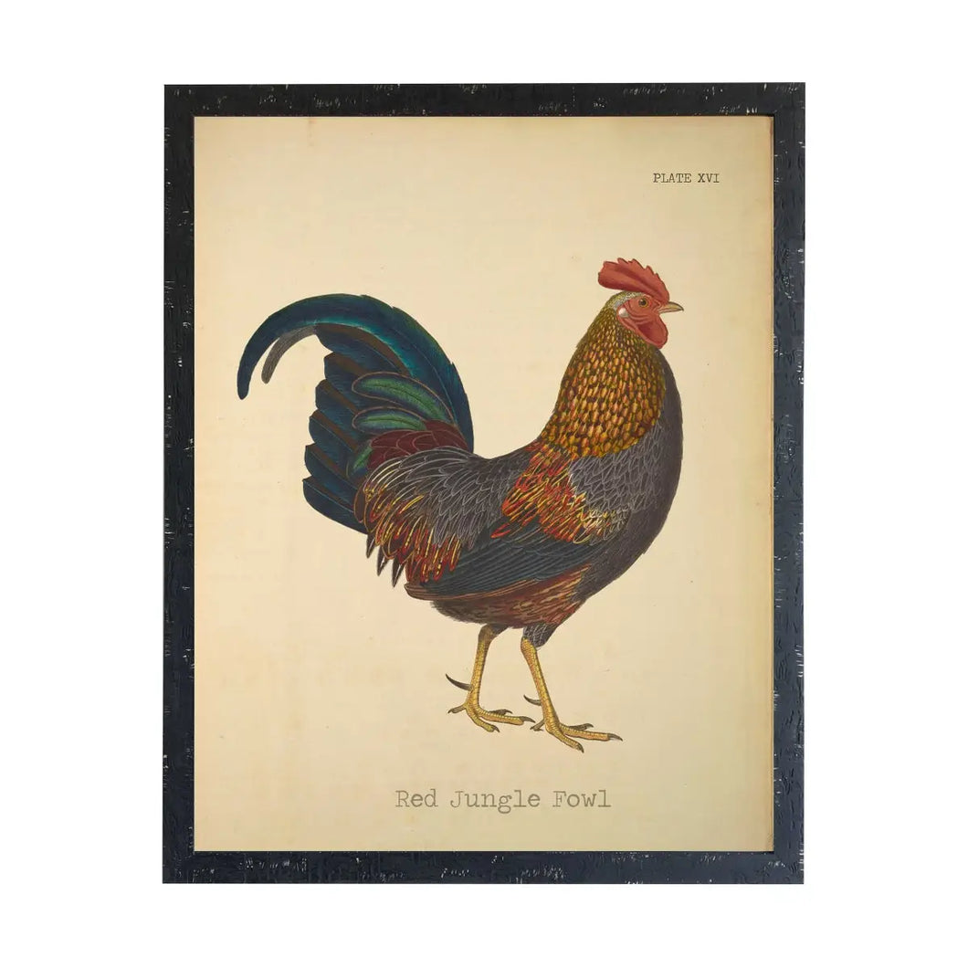 Framed Red Jungle Fowl Rooster Print