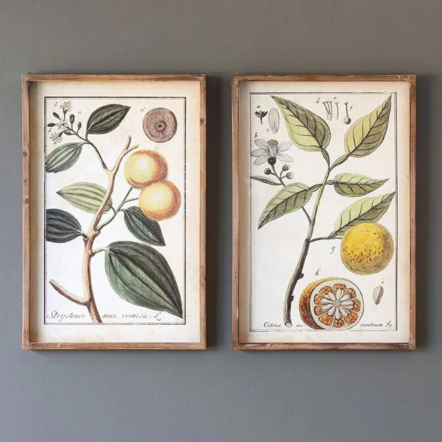 Framed Citrus Botanical Prints (Set of 2)